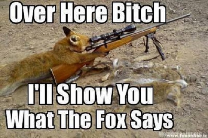 the fox.jpg